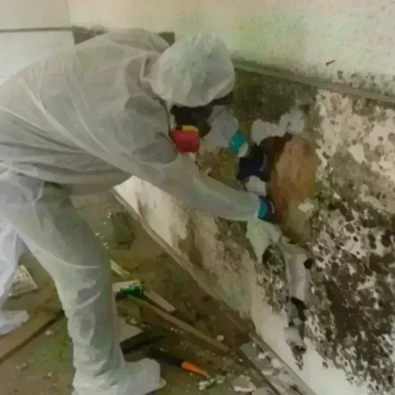 Mold Remediation and Removal in Soap Lake, WA